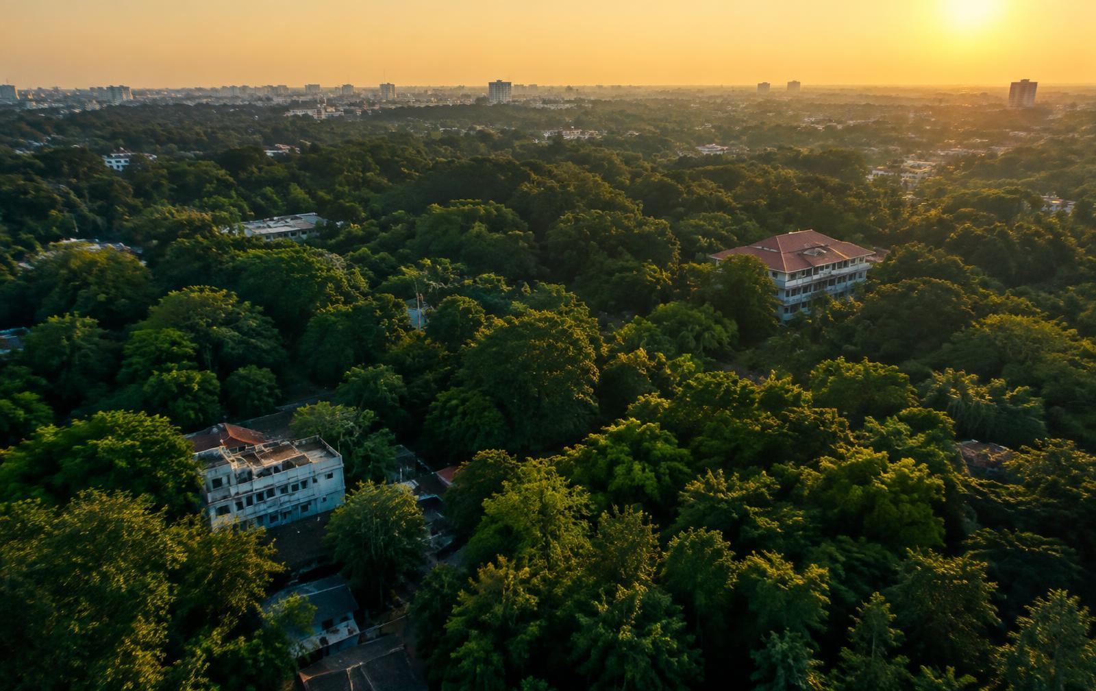 A city neighbourhood seen from above, almost hidden under a dense canopy of trees at sunset