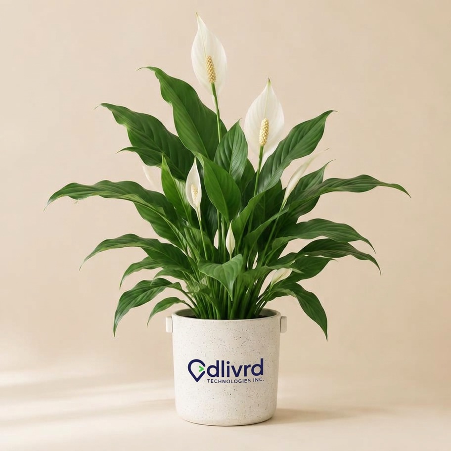Peace lily potted in a branded ceramic bucket