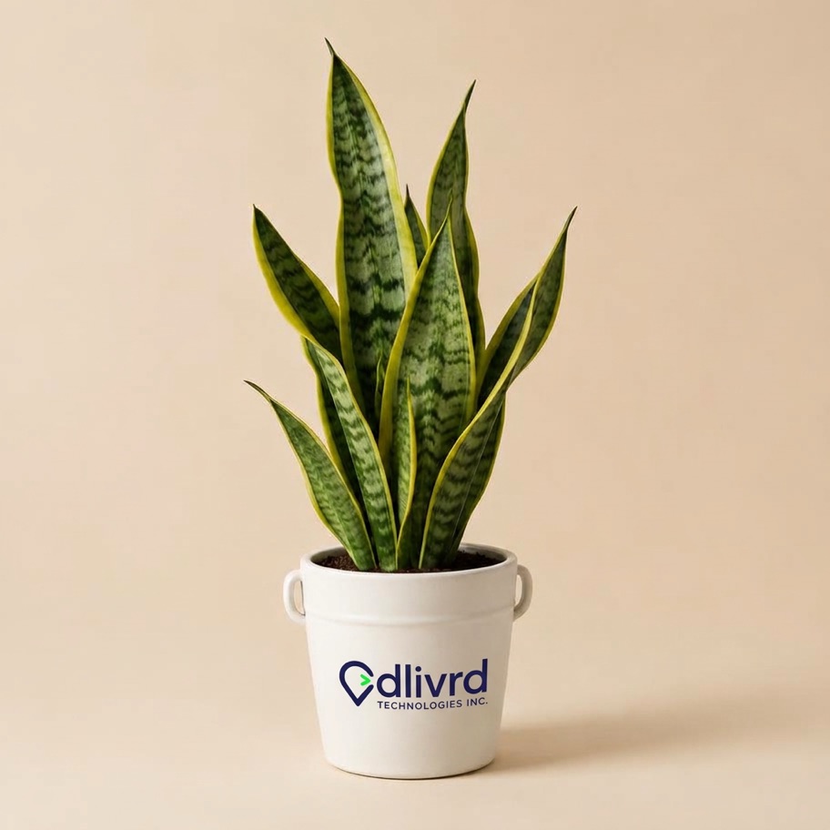 Snake plant potted in a branded ceramic bucket