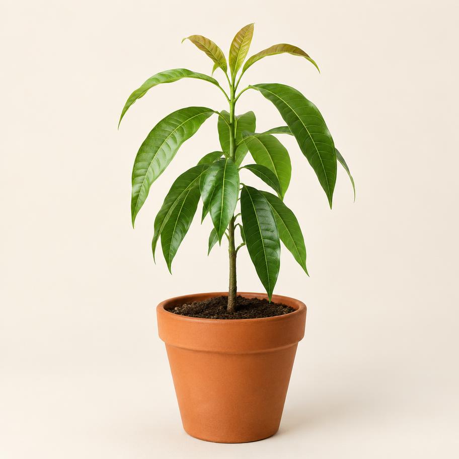 Mango sapling in a nursery pot