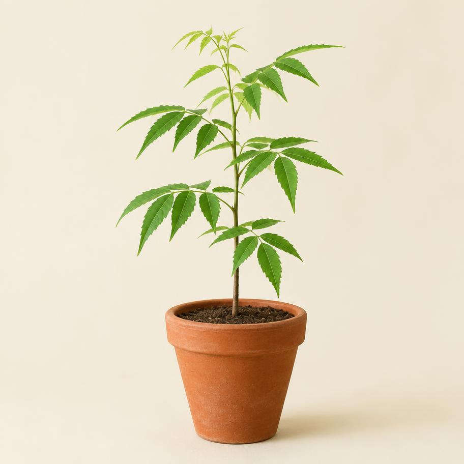 Neem sapling in a nursery pot