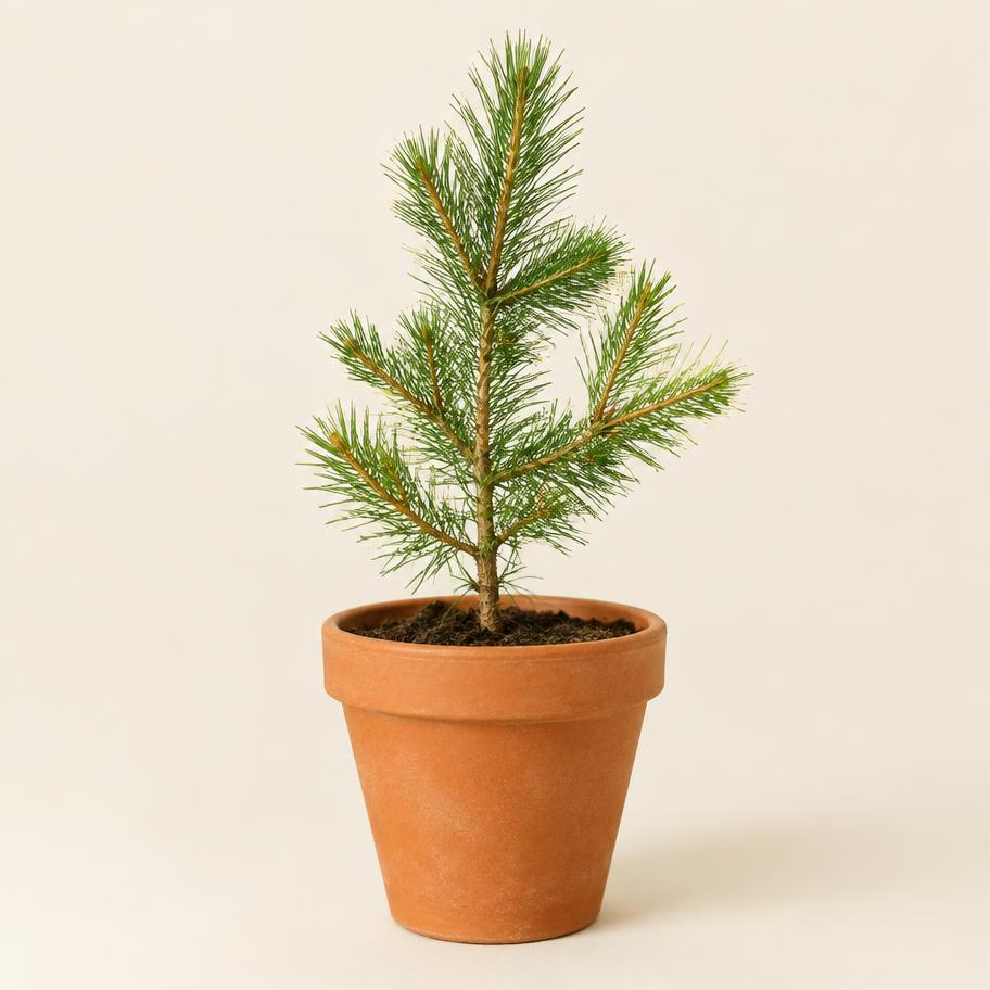 Chir pine sapling in a nursery pot